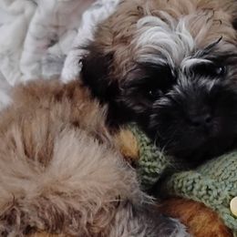 Shichons from Laura's Teddy Bears