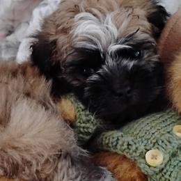 Shichons from Laura's Teddy Bears