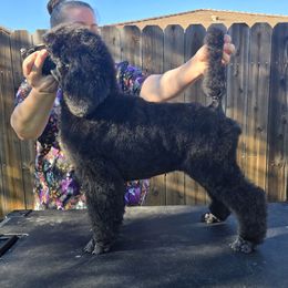 Guy - Black Poodle puppy in Patterson, California from Paterson Poodles