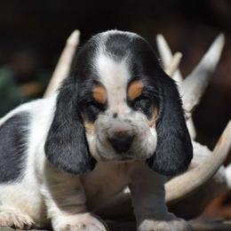 Binx - Black brown and white male Basset Hound puppy in Springfield, Missouri from Baylee’s Bassets