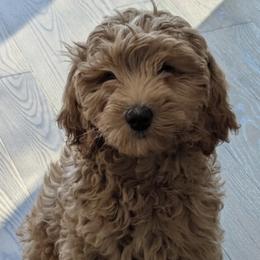 Glinda - Apricot female Goldendoodle puppy in Toronto, New York from GTA Mapledoodles