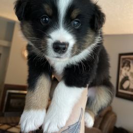 Miniature American Shepherd and Miniature Australian Shepherd Puppies from Westeros Mini American Shepherds