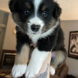 Miniature American Shepherd and Miniature Australian Shepherd Puppies from Westeros Mini American Shepherds