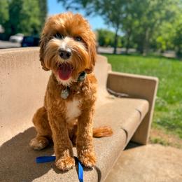 Hux - Australian Labradoodle