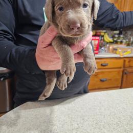 Girl 2 - Silver female Dilute Retriever puppy in Swanton, Ohio from SilverWater Labs