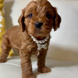 Easton - Red male Cavapoo puppy in El Dorado Springs, Missouri from Cavish's Missouri Cavaliers, Cavapoos, and Miniature Poodles