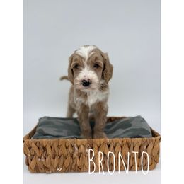 Bronto - Red  male Goldendoodle puppy in Smithfield, Kentucky from KBK9 Kennels