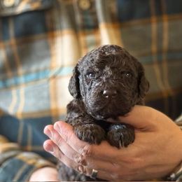 Boy 4 - Brown male Lagotto Romagnolo puppy in Sugar Valley, Georgia from Pinnacle Farm and Kennel