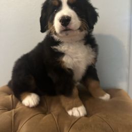 Bernese Mountain Dog Puppies from Blair Berners