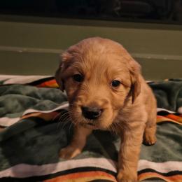 Frost (blue collar) - Dark golden male Golden Retriever puppy in Tenino, Washington from Oak River Goldens'