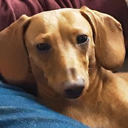 Roxie - Dachshund