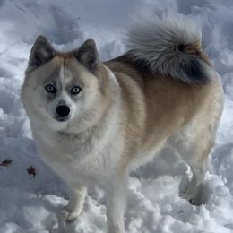 Kaia - Pomsky
