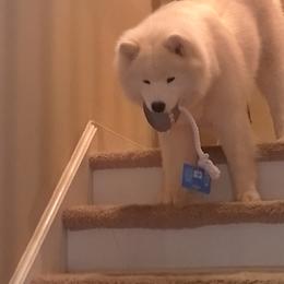 English Springer Spaniels and Samoyeds from Whitestone English Springer Spaniels & Samoyeds