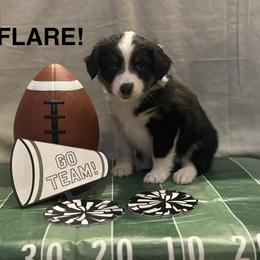 Flare - Black tri female Miniature American Shepherd puppy in Rochelle, Illinois from Countryside Kennels and Aussies