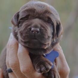 Blue Boy - Chocolate male Labrador Retriever puppy in Linville, Virginia from Virginia Labradors