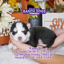 Kasey - Blue male Pomsky puppy in Humeston, Iowa from M.A.R. Dogs