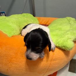 Dots - Piebald female Dachshund puppy in Irving, Texas from DFW Dachshunds by G & S
