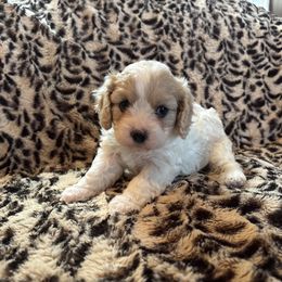 Gia 2 - Tan and white Cavachon puppy in Holly, Michigan from Terrie’s Cavalier’s & Cavachons