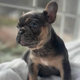 Orange collar - Tricolors female French Bulldog puppy in Salisbury, Maryland from 77 Frenchies Maryland