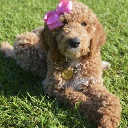 Bernedoodle and Goldendoodle Puppies from Heartfelt GoldenDoodles