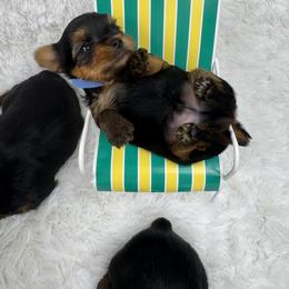 Yorkshire Terrier Puppies from Teenie Sweeties Yorkies
