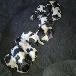 Bluetick Coonhound and Griffon Bleu de Gascogne Puppies from Holcomb's Hounds