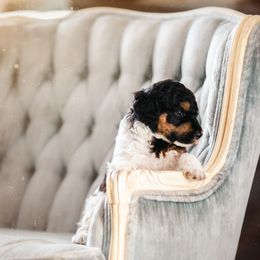 Poodle Puppies from Setting the Standard Poodles