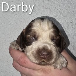 Darby - Tri-Roan female English Springer Spaniel puppy in Florida from Thunderbird Springers