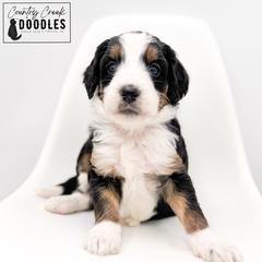 Sophie - female Australian Mountain Doodle puppy in Tipton, Indiana from Country Creek Doodles