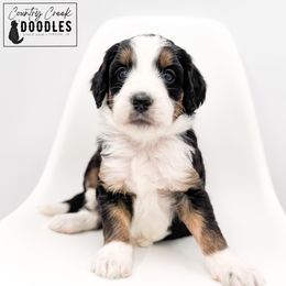 Sophie - female Australian Mountain Doodle puppy in Tipton, Indiana from Country Creek Doodles