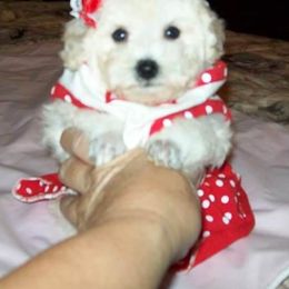 Poodle Puppies from Lowry Toy Poodles