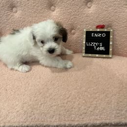 Enzo - White Coton de Tulear puppy in Surprise, Arizona from Lizzy’s Tribe