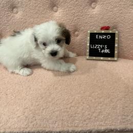 Enzo - White Coton de Tulear puppy in Surprise, Arizona from Lizzy’s Tribe