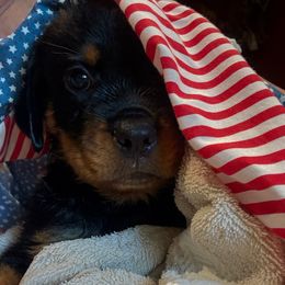 Turquoise - Black and mahogany male Rottweiler puppy in Williamsfield, Illinois from Jestors Rottweilers