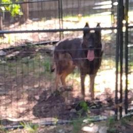 German Shepherds from Your Next Puppy
