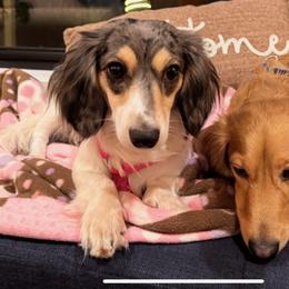 Dachshund All Grown Up from Kirchberg Mini Farm