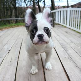 Luna - French Bulldog