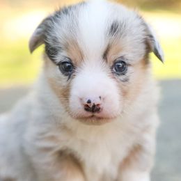 Jackson - Blue merle and white male American Corgi puppy in Plains, Montana from Diamond Corgis