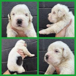 Green - Mahogany and white female Saint Bernard puppy in Ladysmith, Wisconsin from Northwoods Saint Bernards