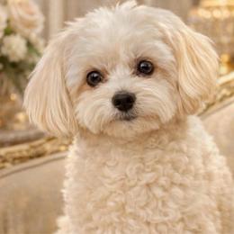 Mila - Maltipoo