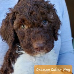 Goldendoodle and Poodle Puppies from Golden State Good Dogs