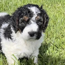 Bernedoodles from Freeman Ranchette Doodles