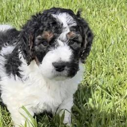 Bernedoodles from Freeman Ranchette Doodles