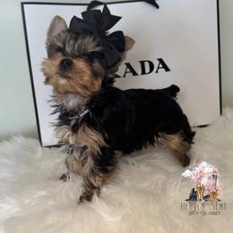 Yorkshire Terrier Puppies from Heaven_sent_toy_yorkies