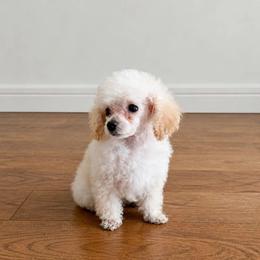 Baylee - Cream male Poodle puppy in Blanch, North Carolina from Faithful Hearts Kennel