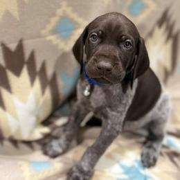 German Shorthaired Pointer Puppies from Lisa’s GSP’s