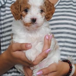 Cavapoo Puppies from Cavapoos R4 Cuddles