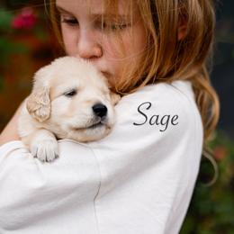 Sage - Light golden male Golden Retriever puppy in Murfreesboro, Tennessee from ATW Retrievers