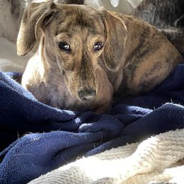 Dachshund Puppies from Little Kisses Doxies