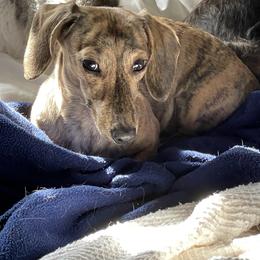 Dachshund Puppies from Little Kisses Doxies